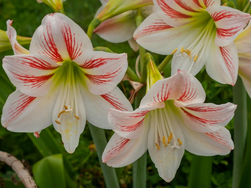 Amaryllis Meaning & Symbolism | FlowersLuxe | FlowersLuxe