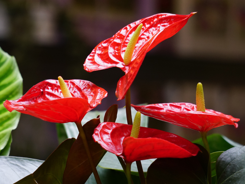 Anthurium Meaning & Symbolism | FlowersLuxe | FlowersLuxe