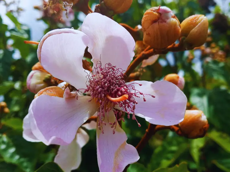 Bixa Arborea Meaning & Symbolism | FlowersLuxe | FlowersLuxe