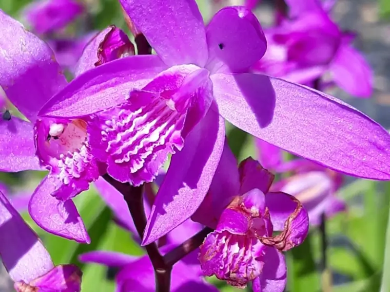 Bletilla Meaning & Symbolism | FlowersLuxe | FlowersLuxe