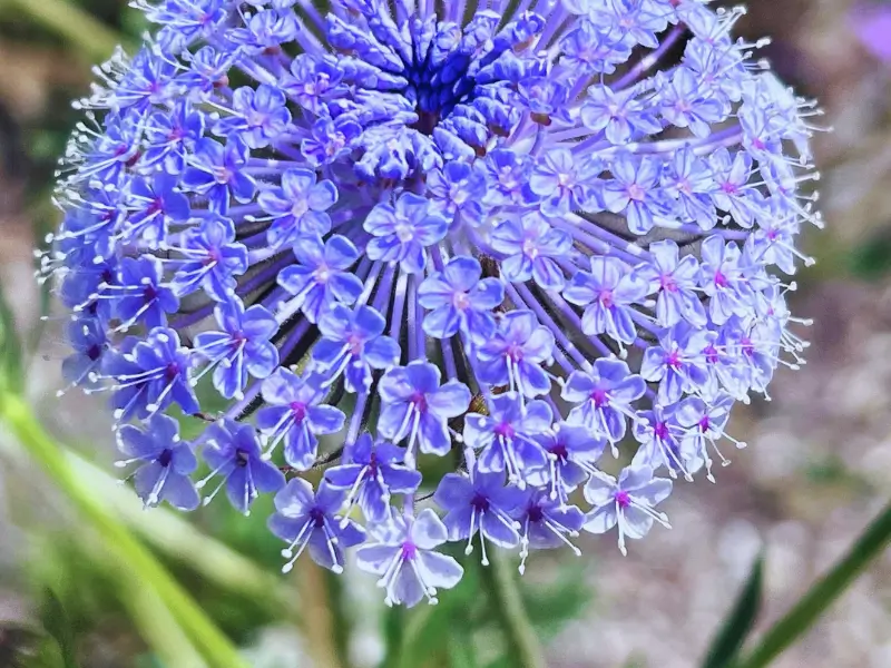 Blue Lace Flower Meaning & Symbolism | FlowersLuxe | FlowersLuxe