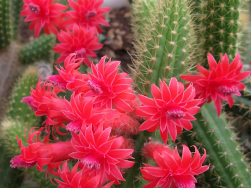 Cactus (Prickly Pear) Meaning & Symbolism | FlowersLuxe | FlowersLuxe