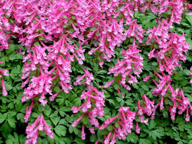 Corydalis Meaning Symbolism FlowersLuxe FlowersLuxe Corydalis Meaning Symbolism FlowersLuxe FlowersLuxe