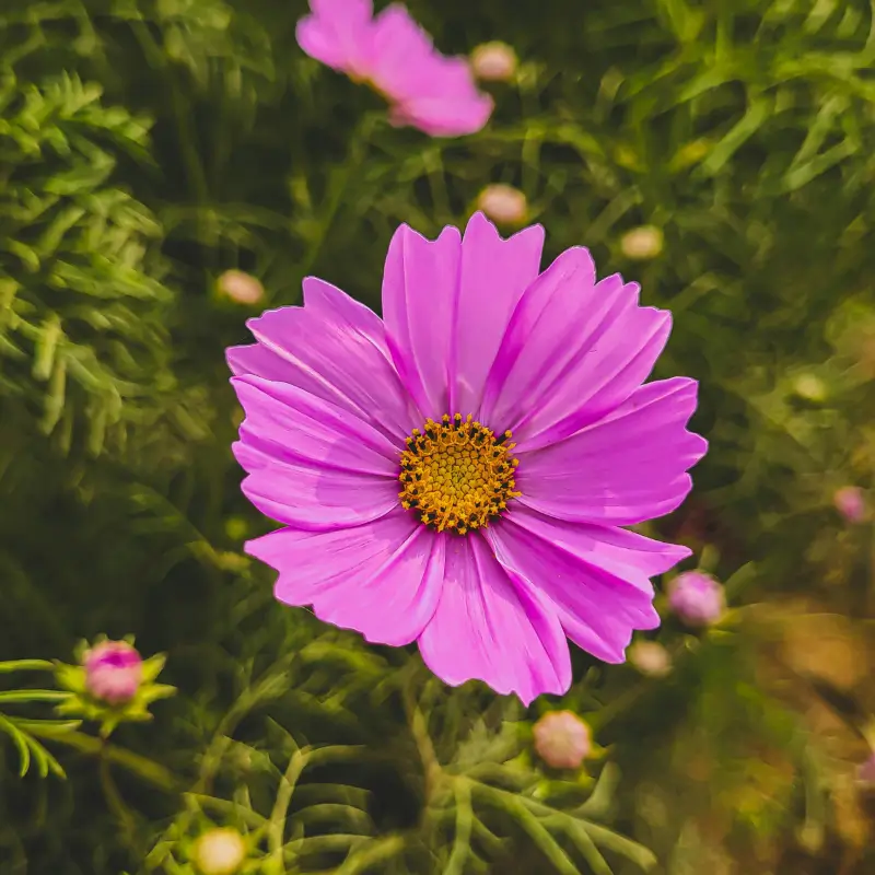 Cosmos Meaning & Symbolism | FlowersLuxe | FlowersLuxe