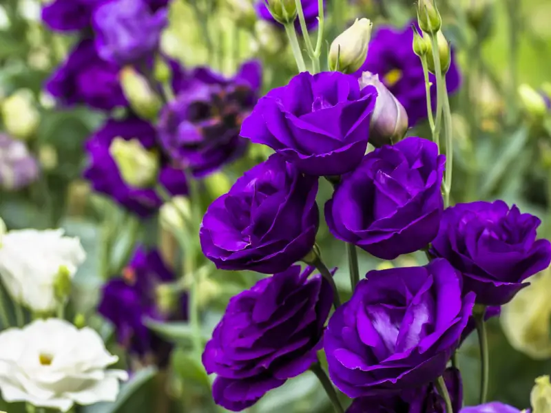 Eustoma Meaning & Symbolism | FlowersLuxe | FlowersLuxe