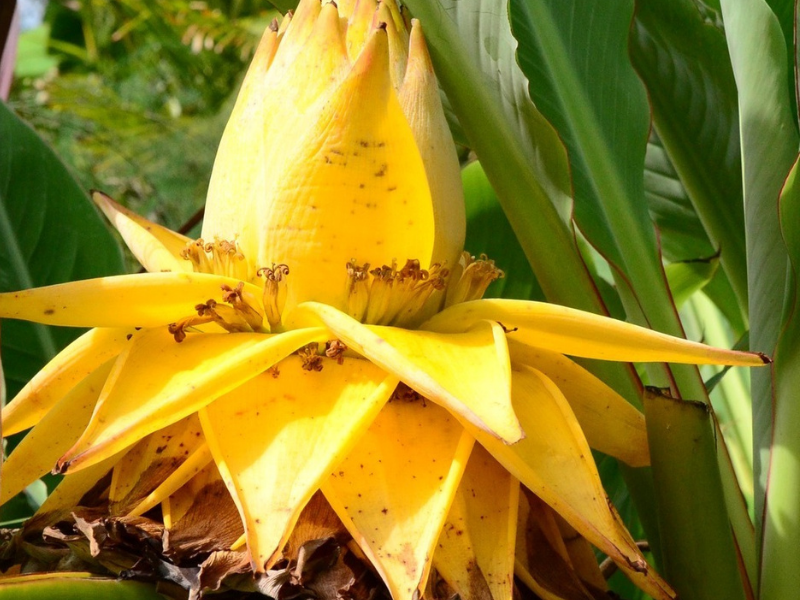 Dracaena Flower Meaning & Symbolism | FlowersLuxe | FlowersLuxe
