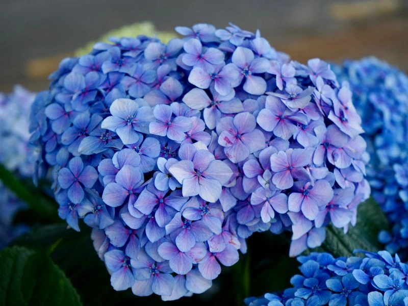 Wisteria Meaning & Symbolism | FlowersLuxe | FlowersLuxe