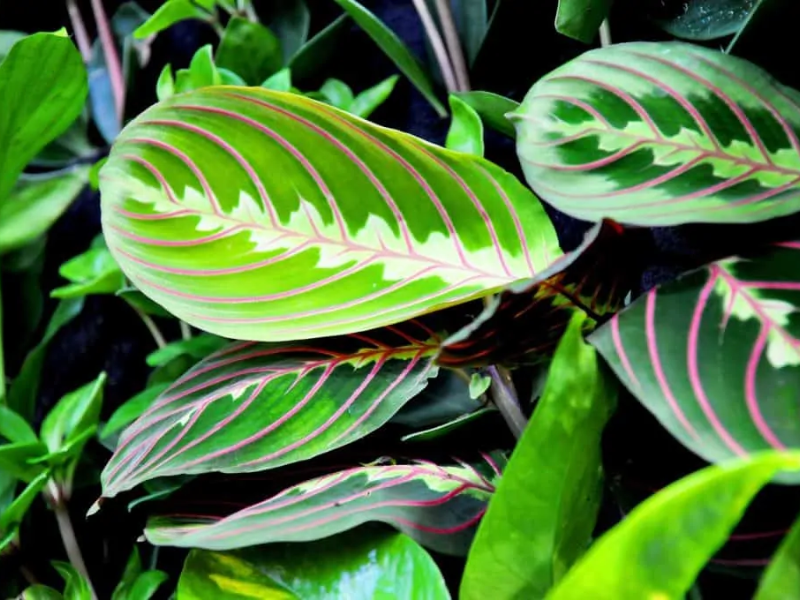 rare sansevieria Buy Sansevieria Moonshine Snake Plant main image 0