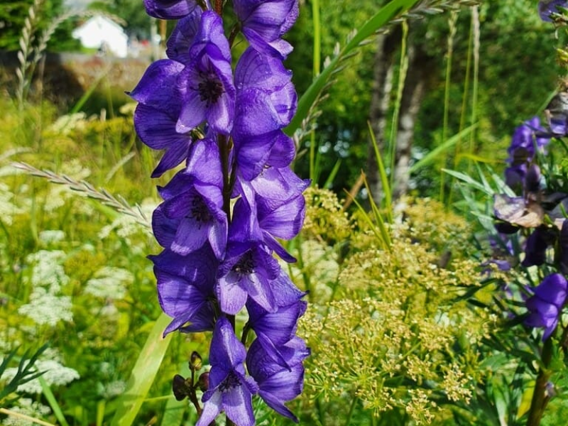 monkshood-meaning-symbolism-flowersluxe-flowersluxe