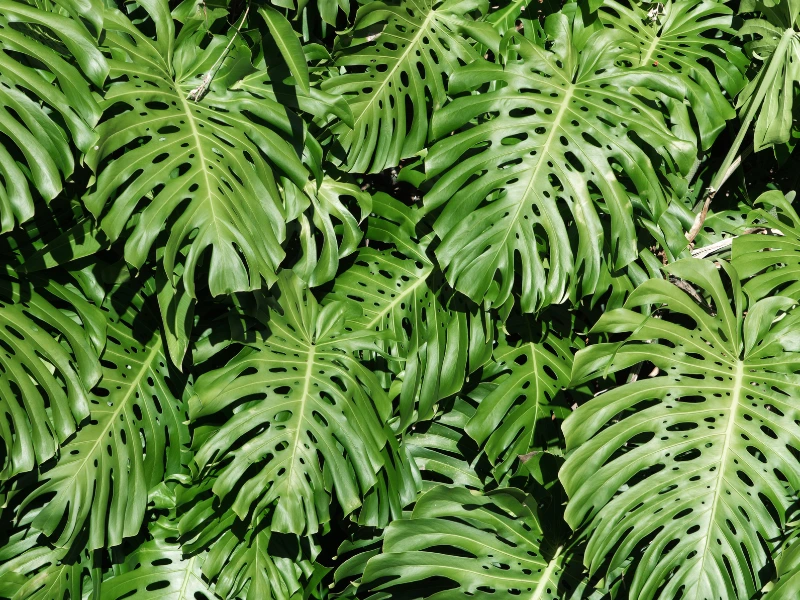 Monstera Meaning & Symbolism | FlowersLuxe | FlowersLuxe