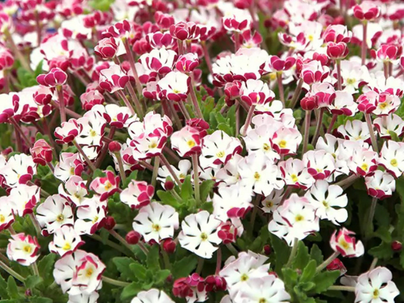 Night Phlox Meaning & Symbolism | FlowersLuxe | FlowersLuxe