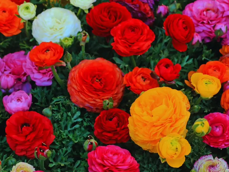 Persian Buttercup Meaning & Symbolism | FlowersLuxe | FlowersLuxe