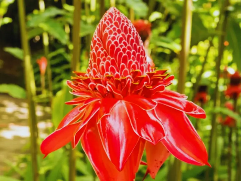 Red Torch Ginger Meaning & Symbolism | FlowersLuxe | FlowersLuxe