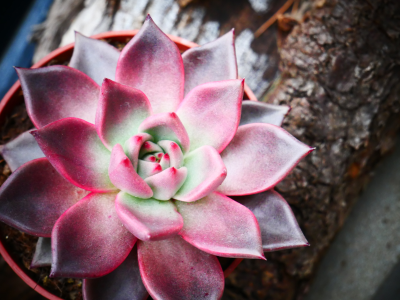 Succulent (Echeveria) Meaning & Symbolism | FlowersLuxe | FlowersLuxe