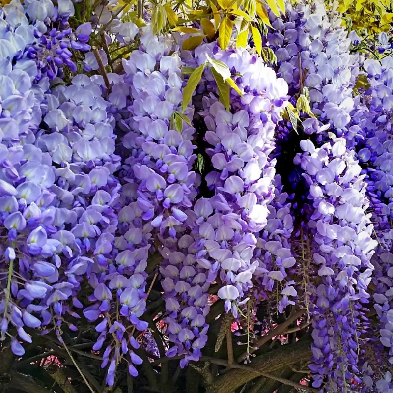Wisteria Meaning & Symbolism | FlowersLuxe | FlowersLuxe